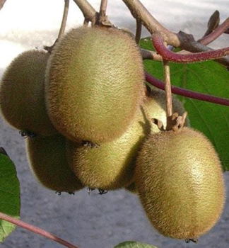 Grofrchtige Kiwi SOLISSIMO 70-80 cm, Cont. 3 l, Pflanze mit Rankhilfen