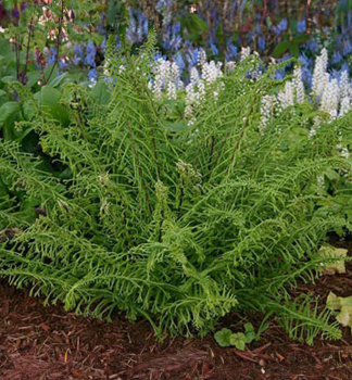Wald-Frauenfarn VICTORIAE, Cont. 1,7 l