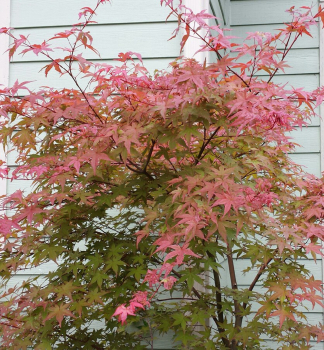 Fcherahorn 'SHIN-DESHOJO' 50-60 cm, Cont. 3 l