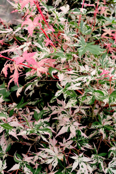 F�cherahorn �ORIDONO-NISHIKI� 80-100 cm, Cont. 7,5 l