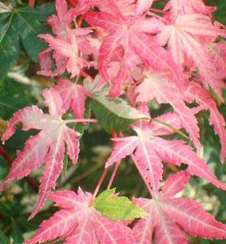Fcherahorn ORIDONO-NISHIKI 80-100 cm, Cont. 7,5 l