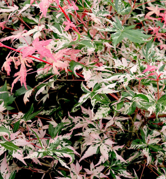 F�cherahorn �ORIDONO-NISHIKI� 80-100 cm, Cont. 7,5 l