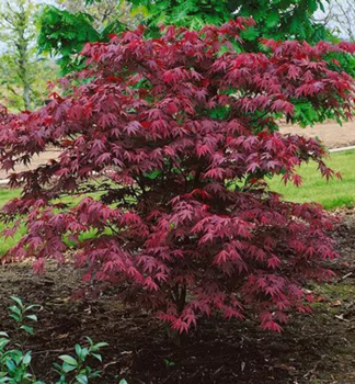 Fcherahorn 'OKAGAMI' 80-100 cm, Cont. 7,5 l