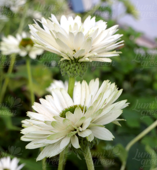 Obr�zok (8)