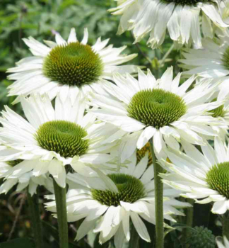 Sonnenhut (Echinacea) �VIRGIN��, Cont. 0,5 l