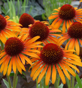 Sonnenhut (Echinacea) FLAME THROWER, Cont. 0,5 l