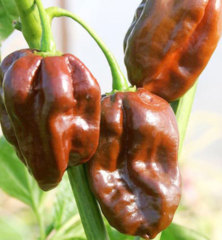 Chili-Paprika �HABANERO CHOCOLATE�, Cont. 0,5 l