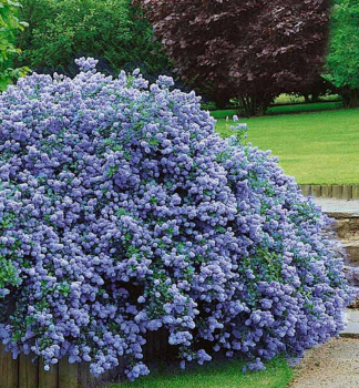 Sckelblume CASCADE 40-50 cm, Cont. 2 l