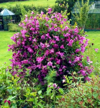 Clematis ALIONUSHKA 40-50 cm, Cont. 2 l