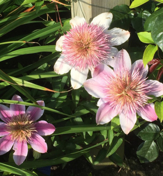 Clematis 'EMPRESS' 40-50 cm, Cont. 2 l