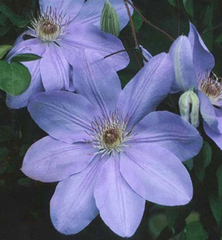 Clematis MRS. CHOLMONDELEY 40-50 cm, Cont. 2 l