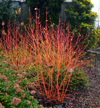 Blutroter Hartriegel WINTER FLAME 30-40 cm, Cont. 2,5 l