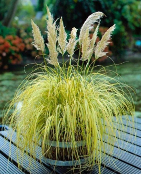 Cortaderia - Pampasgras SPLENDID STAR, 30-40 cm, Cont. 2 l