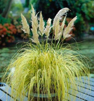 Cortaderia - Pampasgras SPLENDID STAR 50-60 cm, Cont. 2 l