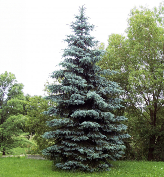 Stech-Fichte GLAUCA 30-40 cm, Cont. 3 l