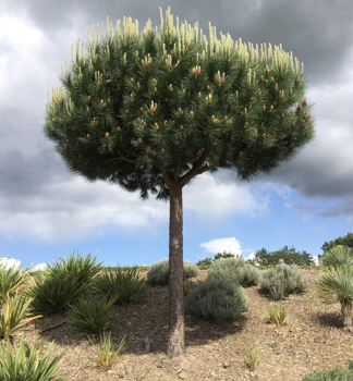 Mittelmeer-Kiefer 70-80 cm, Cont. 5 l