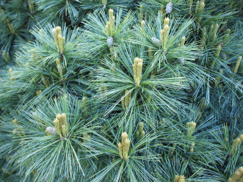 Obrzok (4)