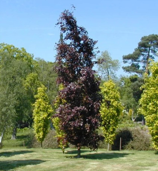 Baumwoll-Pappel 'PURPLE TOWER' 240-260 cm, Cont. 10 l