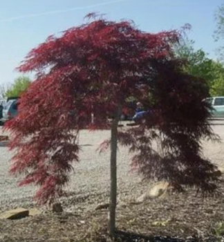 Fcherahorn CASCADE CRIMSON auf Stamm 50 cm, Cont. 3 l