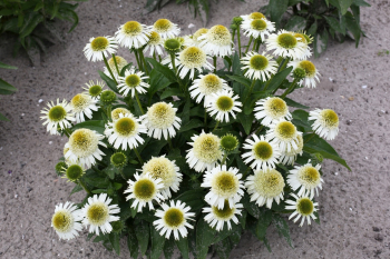 Obrzok (1)