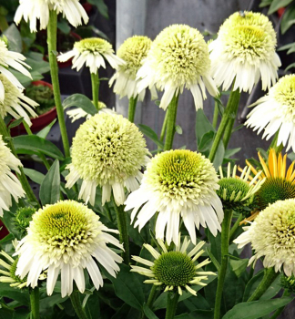 Sonnenhut (Echinacea) DELICIOUS NOUGAT Cont. 0,5 l