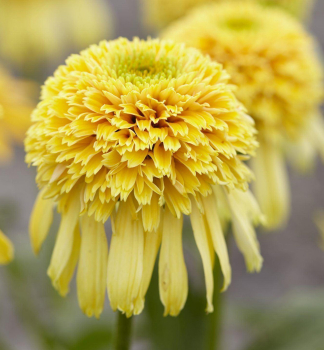 Sonnenhut (Echinacea) LEMON DROP Cont. 0,5 l