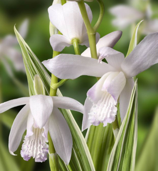 Japanorchidee (Bletilla striata) �ALBA VARIEGATA� Cont. 0,5 l