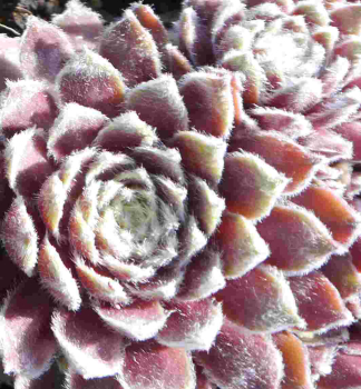 Hauswurz ROSA MDCHEN Cont. 0,5 l