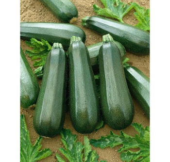 Zucchini �ALOHA F1�, Cont. 0,5 l