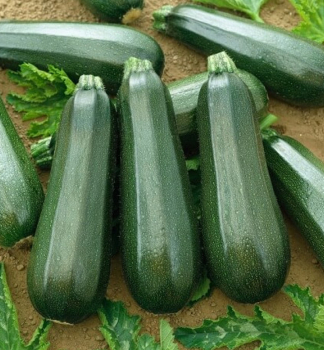 Zucchini �ALOHA F1�, Cont. 0,5 l