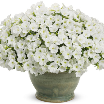 Petunie 'SUPERTUNIA� MINI VISTA WHITE', Cont. 0,5 l