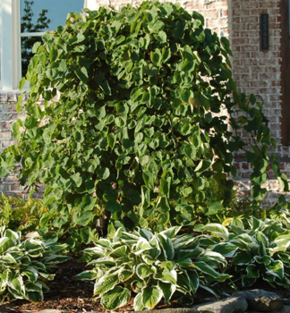 Kanadischer Judasbaum VANILLA TWIST auf Stamm 90 cm, Cont. 10 l