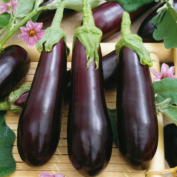 Aubergine �BABY VIOLETTA LUNGA F1� Cont. 0,5 l