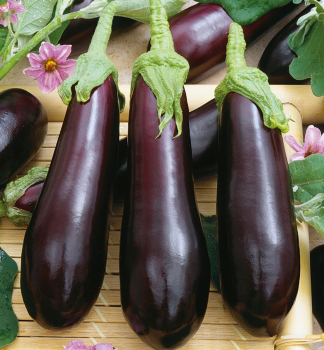 Aubergine �BABY VIOLETTA LUNGA F1� Cont. 0,5 l