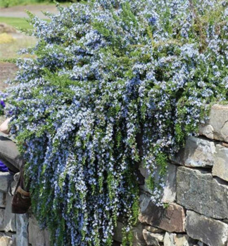 Kriechende Rosmarin 'PROSTRATUS', Cont. 0,5 l