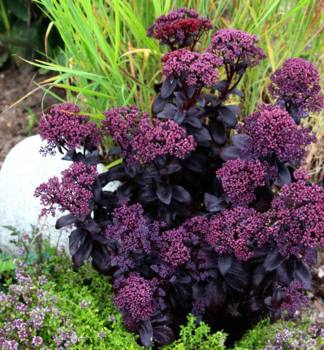 Gro�e Fetthenne �DARK MAGIC�� Cont. 0,5 l