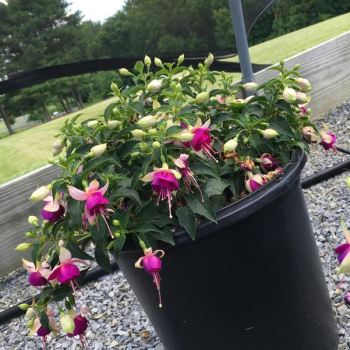 Gro�blumige Fuchsie �JOLLIES VALENCE�, Cont. 0,5 l