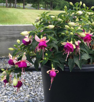 Gro�blumige Fuchsie �JOLLIES VALENCE�, Cont. 0,5 l