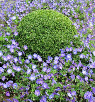 Storchschnabel �ROZANNE�� Cont. 0,5 l