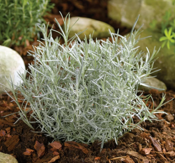 Currykraut �TIKKA� Cont. 1 l