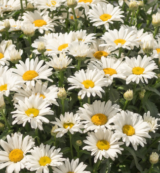 Groblumige Margerite SWEET DAISY CHRISTINE, Cont. 0,5 l