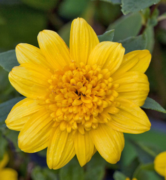 Stauden-Sonnenblume �DOUBLE WHAMMY� Cont. 0,5 l