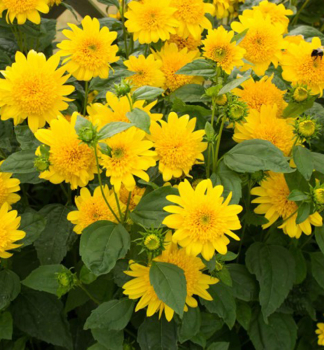 Stauden-Sonnenblume 'DOUBLE WHAMMY', Cont. 0,5 l