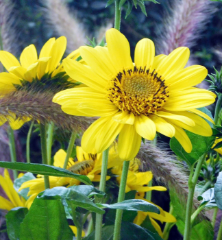 Stauden-Sonnenblume SUNCATCHER PURE GOLD Cont. 0,5 l