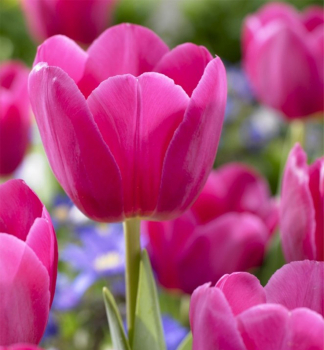 Tulpe 'BARCELONA', Packungsinhalt 5 St.
