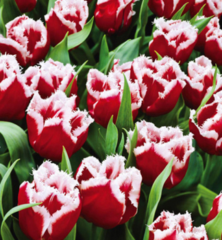 Tulpe CANASTA, Packungsinhalt 5 St.