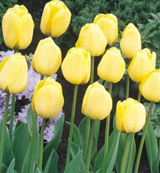 Tulpe GOLDEN APELDOORN Packungsinhalt 5 St.