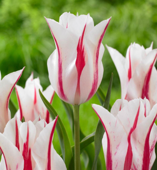 Tulpe MARILYN, Packungsinhalt 5 St.