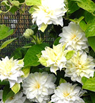 Clematis 'KOHANA' 30-40 cm, Cont. 1,6 l, Pflanze mit Rankhilfen