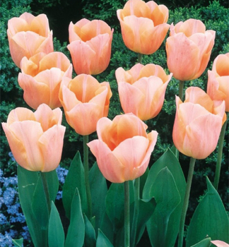 Tulpe �APRICOT BEAUTY�, Packungsinhalt 5 St.